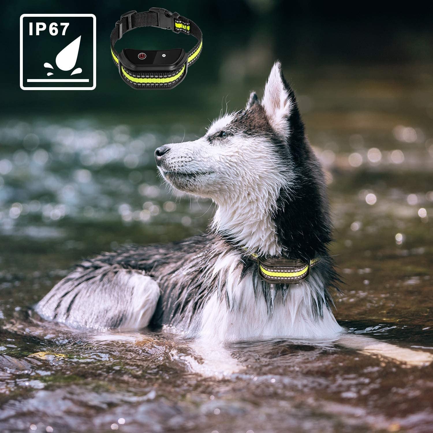 Pet Electronics & Tracking